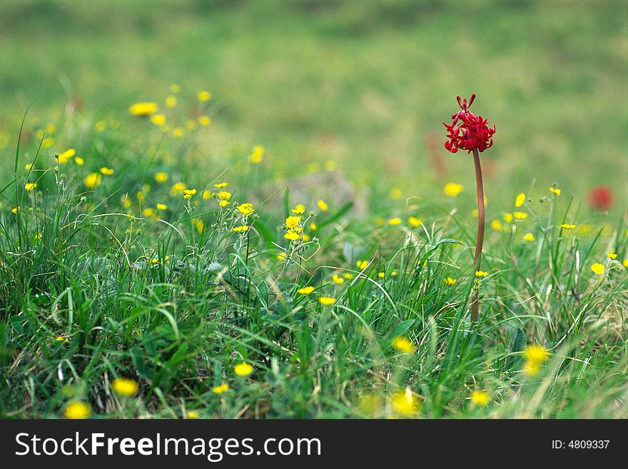 A rouge flower in a field of yellow flowers. A rouge flower in a field of yellow flowers