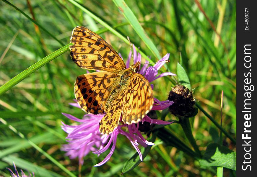 Summer butterfly resting in my garden on purple flowers. Summer butterfly resting in my garden on purple flowers