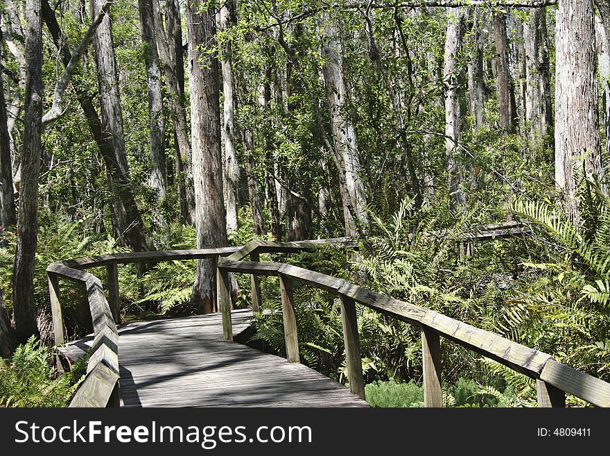 A wood-planked path meanders through a lush tropical forest with ferns, tall trees and many plants and is lit by the light of day