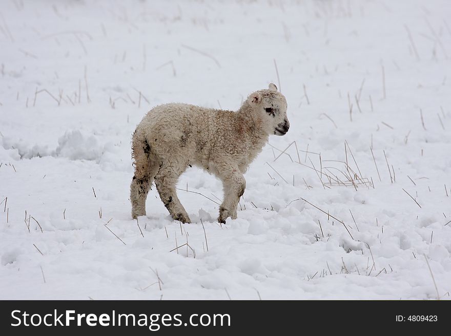 Spring lamb in the snow, Aberdeen, Scotland