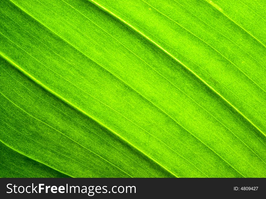 Close-up of  green leaf. Abstract background. Close-up of  green leaf. Abstract background.