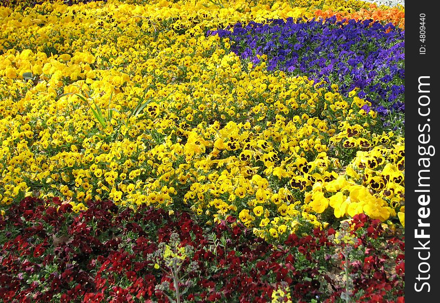 View of colorful spring flowers