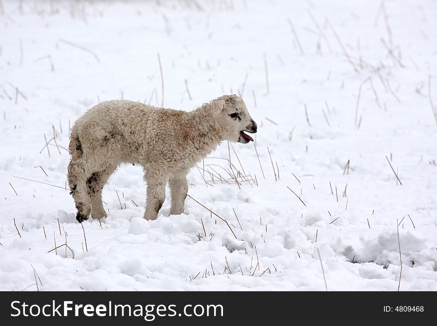 Spring lamb in the snow, Aberdeen, Scotland