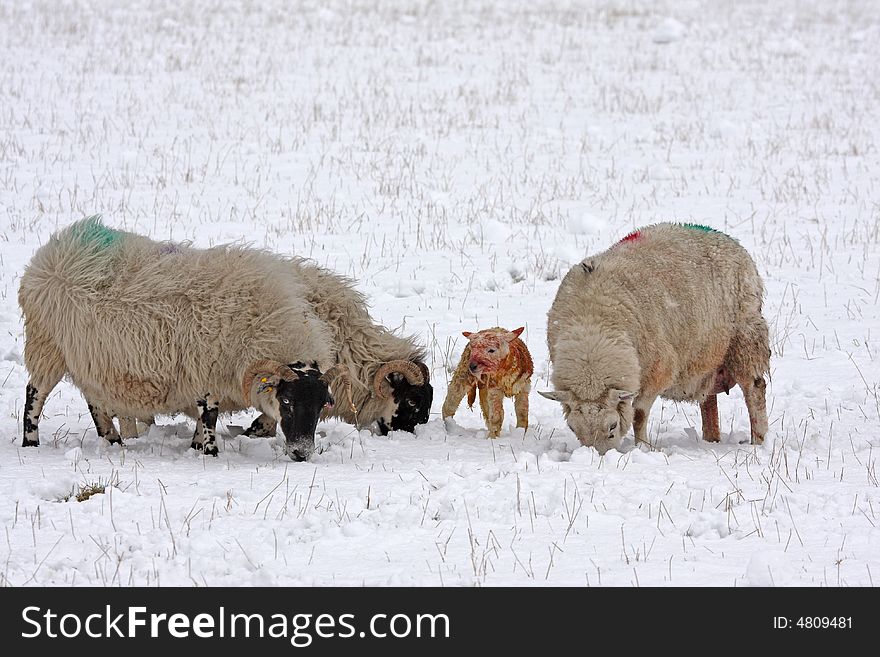 Newly born lamb in the snow, Aberdeen, Scotland