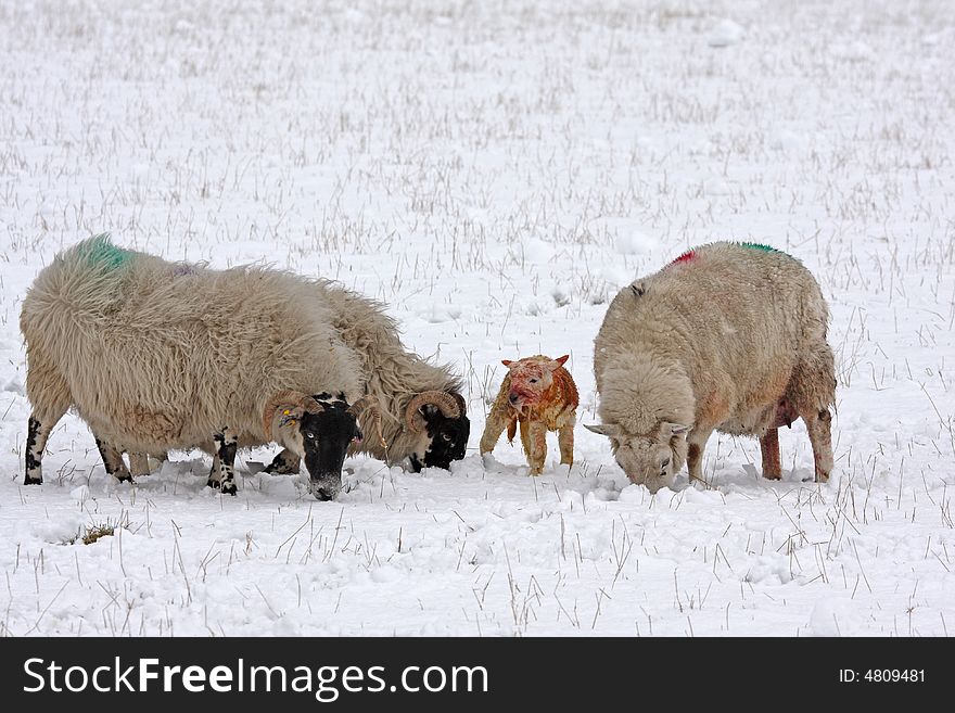 Newly born lamb in the snow