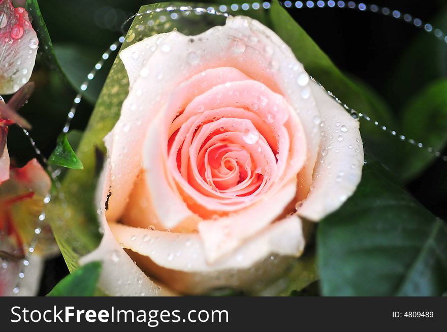 Beautiful rose with fresh color. Beautiful rose with fresh color