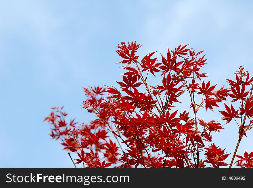 Red maple leaf with blue sky on the background.