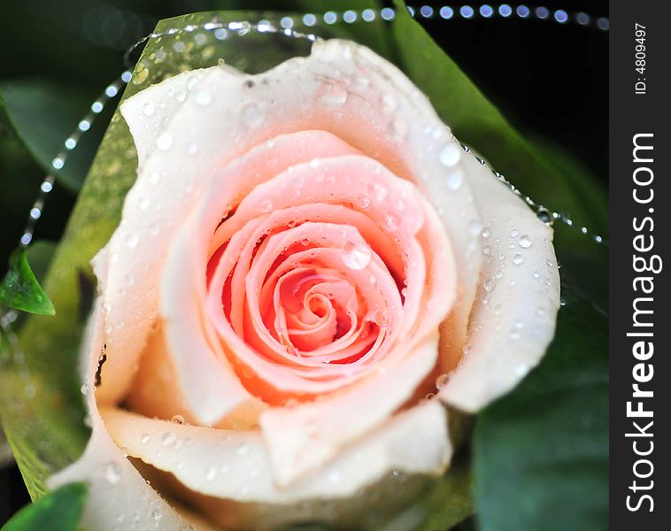 Beautiful Rose For Lover