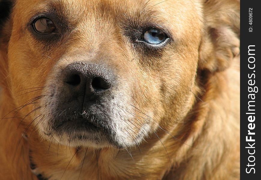 This dog has eyes of two colors - blue and brown. This dog has eyes of two colors - blue and brown