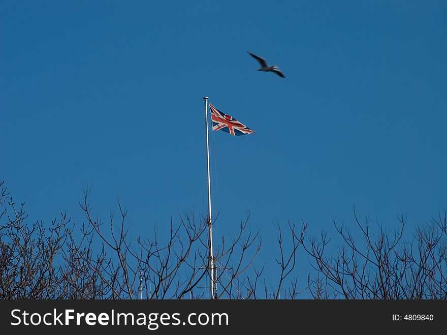 A shot of a bird flying above a uk flag with some branches on the lower part. A shot of a bird flying above a uk flag with some branches on the lower part