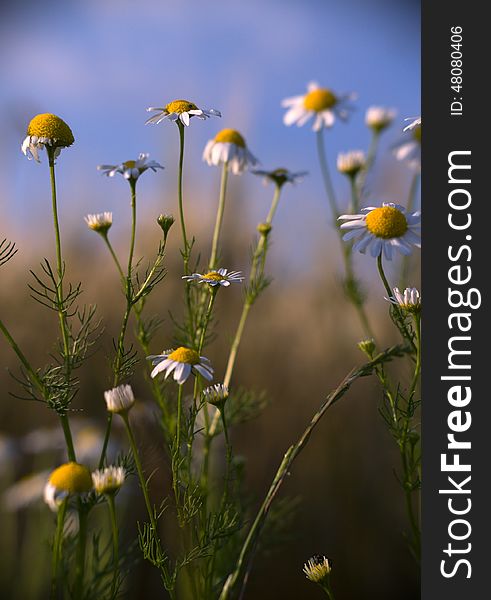 Chamomile grew at the edge of field