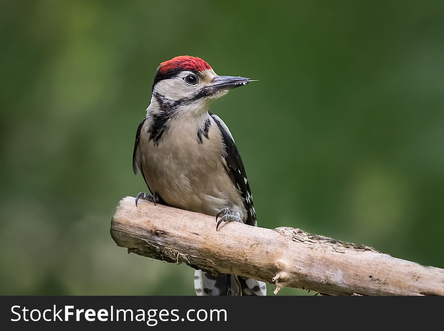 Detailed landscape photograph of a woodpecker showing the bird in profile looking to the right. Detailed feathers, eye and beak set against a natural out of focus background. perched on a branch showing tongue
