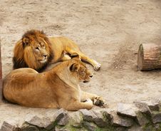 Lion And Lioness Have A Rest Stock Photo