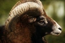 Ram Head Details Royalty Free Stock Photos