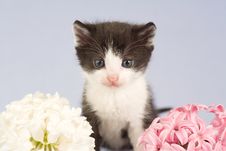 Black And White Kitten And Two Flowers Stock Photos Black And White Kitten And Two Flowers Stock Photos