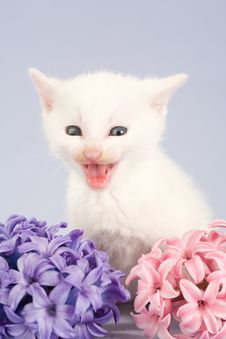 White Kitten And Two Flowers Stock Photography White Kitten And Two Flowers Stock Photography