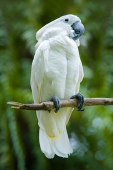 Cockatoo On A Tree Stock Photos Cockatoo On A Tree Stock Photos
