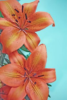 Orange Lily Flowers Stock Photo Orange Lily Flowers Stock Photo