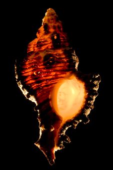 Glowing Murex Seashell Royalty Free Stock Photo Glowing Murex Seashell Royalty Free Stock Photo