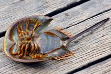 Malaysia, Langkawi: Strange Crustacean Royalty Free Stock Photos Malaysia, Langkawi: Strange Crustacean Royalty Free Stock Photos