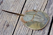 Malaysia, Langkawi: Strange Crustacean Stock Image Malaysia, Langkawi: Strange Crustacean Stock Image
