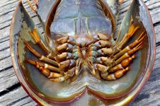 Malaysia, Langkawi: Strange Crustacean Royalty Free Stock Photo Malaysia, Langkawi: Strange Crustacean Royalty Free Stock Photo