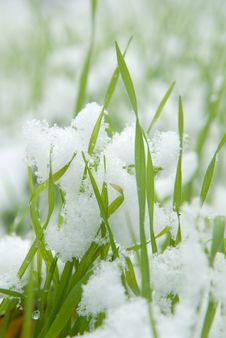 Close-up Of Frosted Grass Stock Image Close-up Of Frosted Grass Stock Image