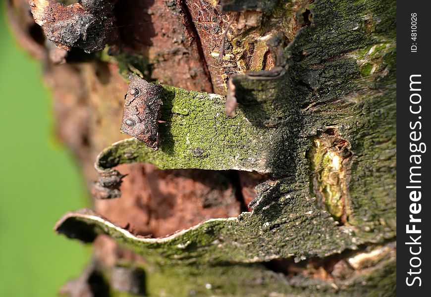 Bark old peach tree, closeup. Bark old peach tree, closeup