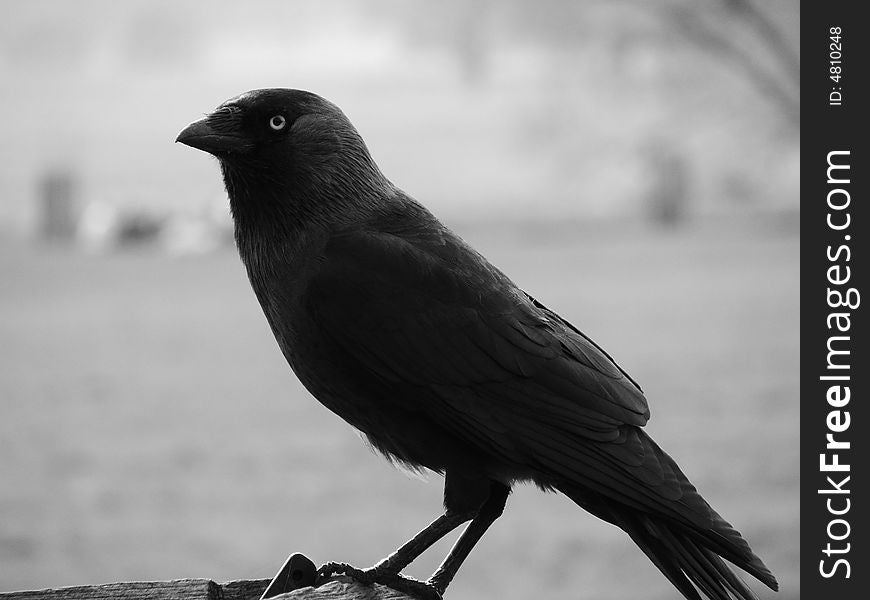 Raven close up, Black and white