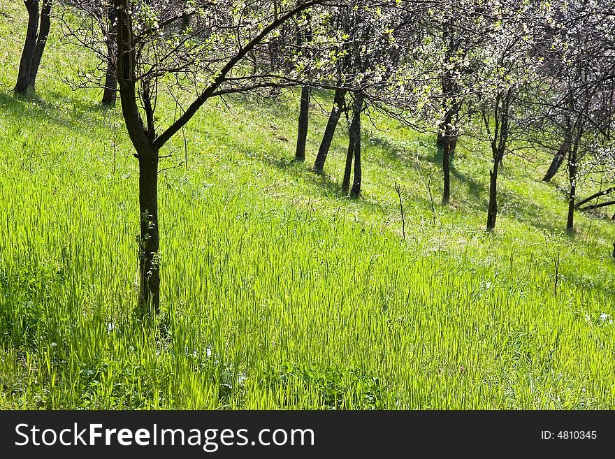 Fruit trees in the orchard and green grass