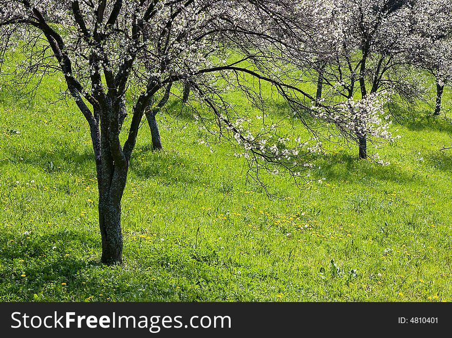 Orchard fruit tree at the sunlight close up