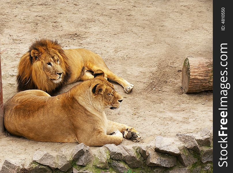 The lion and lioness have a rest laying on sand