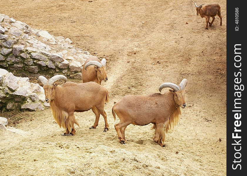Wild mountain rams on sand in the early spring