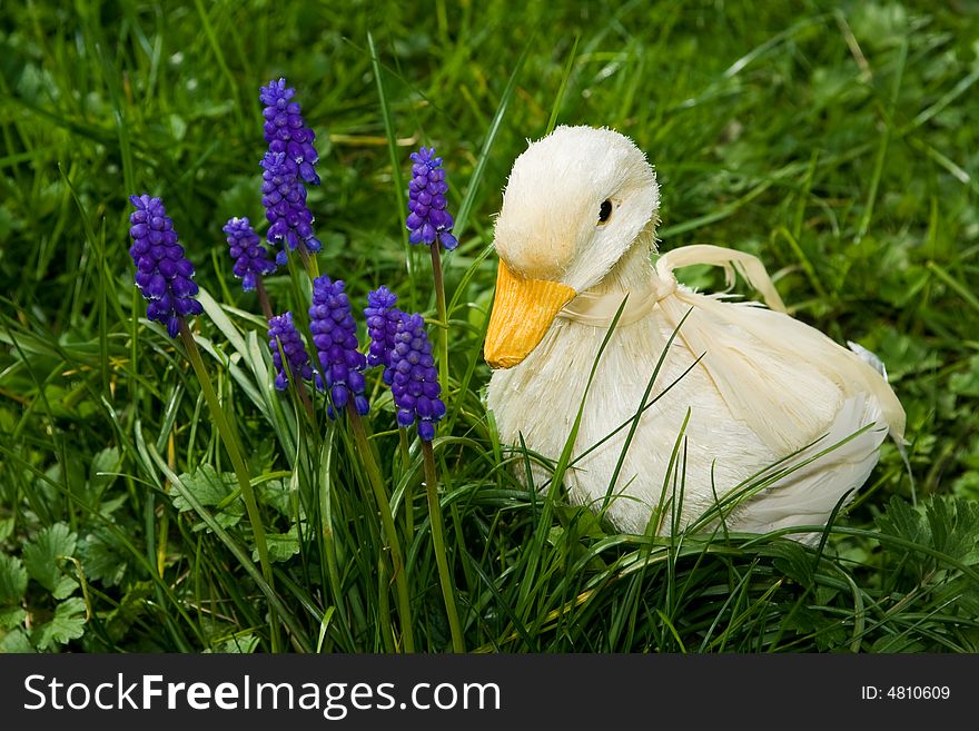 White duck purple flowers