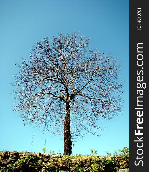 Lonely tree against blue sky