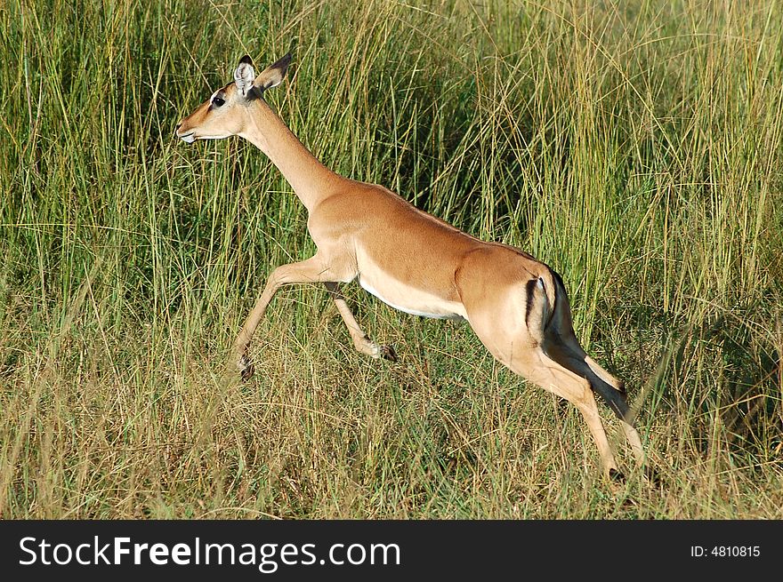 A young female Impala antelope prancing