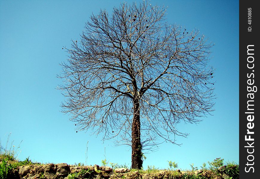 Isolated lonely tree against blue sky standing strong. Isolated lonely tree against blue sky standing strong