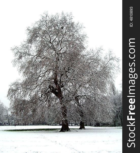 Trees in the park during a snow shower - cold atmosphere. Trees in the park during a snow shower - cold atmosphere.