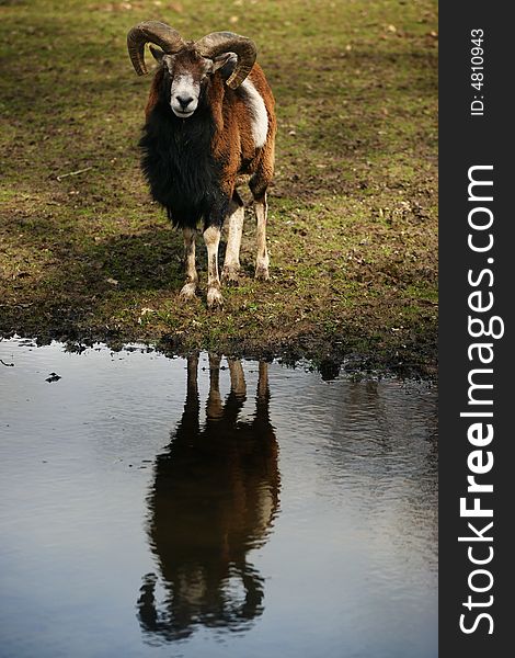 Brown Ram reflected on river