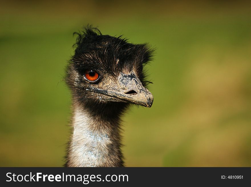 An emu/ostrich with orange eyes on green background. An emu/ostrich with orange eyes on green background