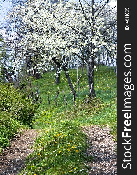 Countryside road in the spring time and orchard around it. Countryside road in the spring time and orchard around it