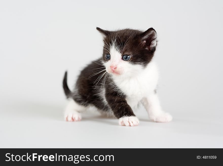 Black and white kitten standing on a floor, isolated