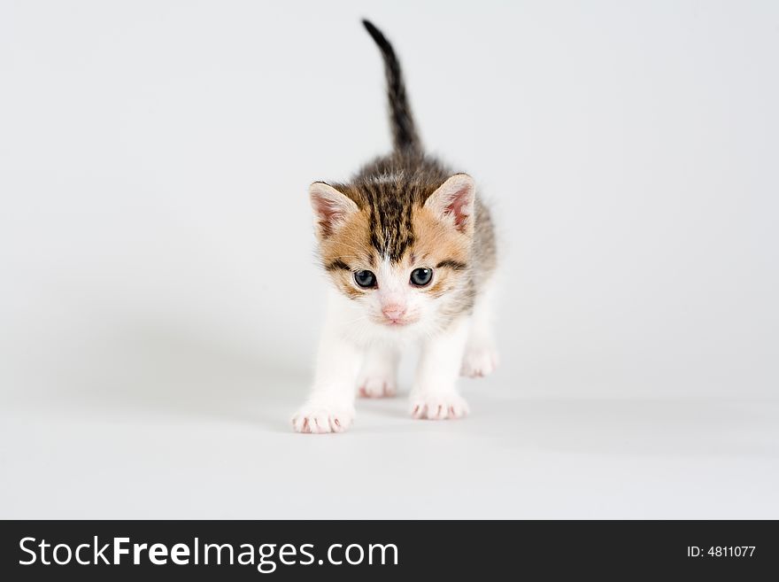 Striped kitten standing on a floor, isolated