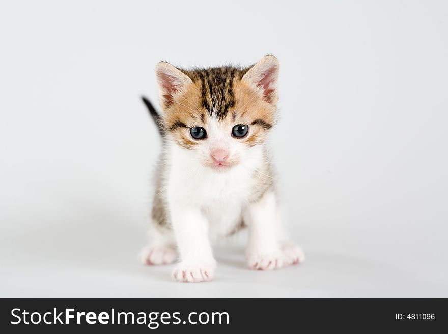 Striped kitten standing on a floor, isolated