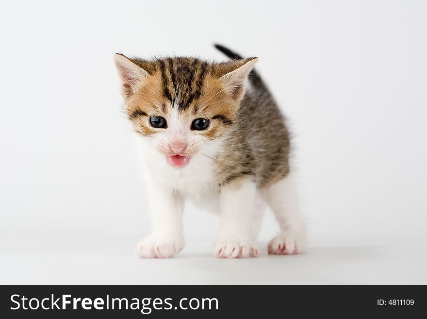 Striped kitten standing on a floor, isolated