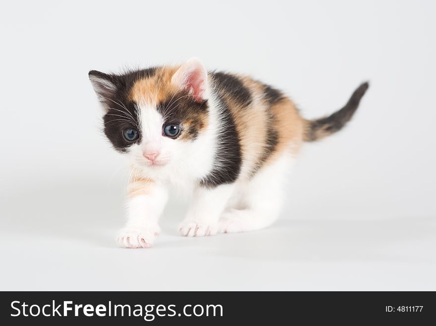 Spotted kitten standing on a floor, isolated
