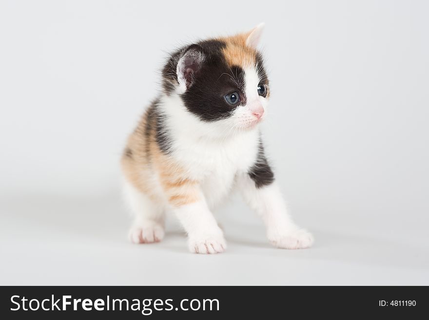 Spotted kitten standing on a floor, isolated