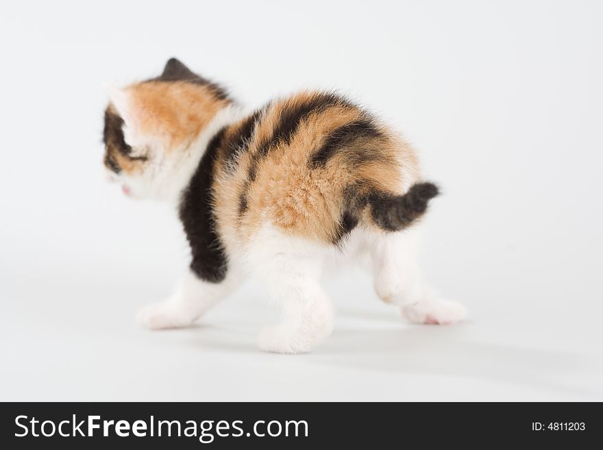 Spotted kitten standing on a floor, back view. Spotted kitten standing on a floor, back view