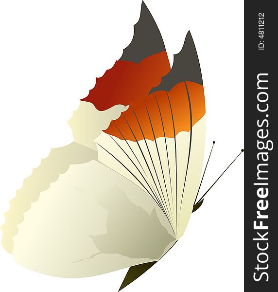 Vector illustration of a butterfly. Vector illustration of a butterfly