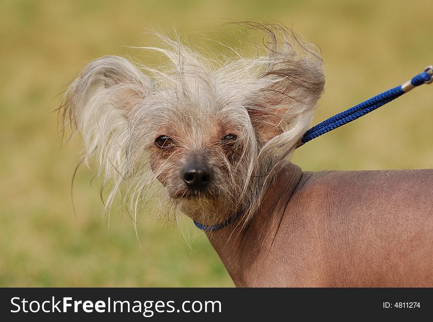 Chinese crested dog on the background green grass